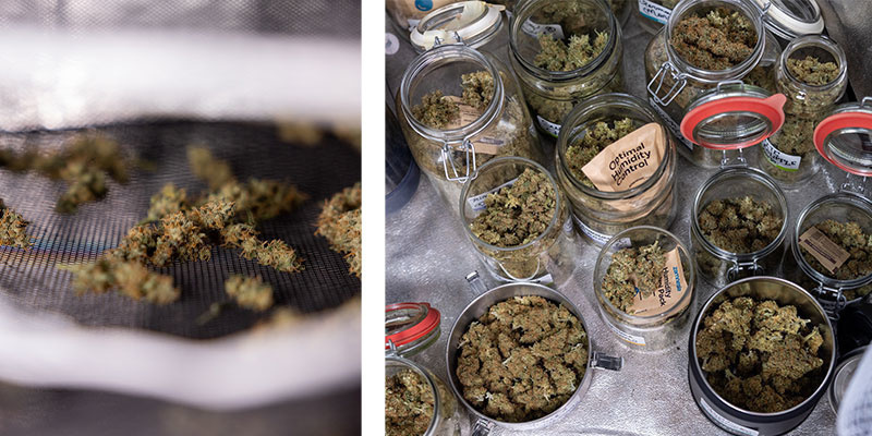 Was kommt nach dem Trimmen von Cannabis?