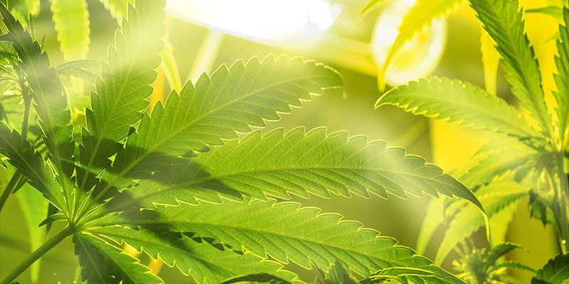 Häufige Fehler bei der Undercanopy-Beleuchtung und wie du sie vermeiden kannst