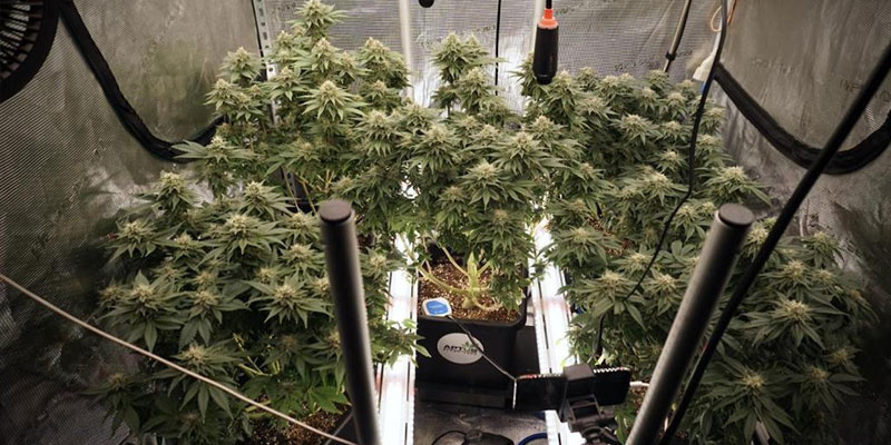 Wann sollte Undercanopy Lighting verwendet werden?