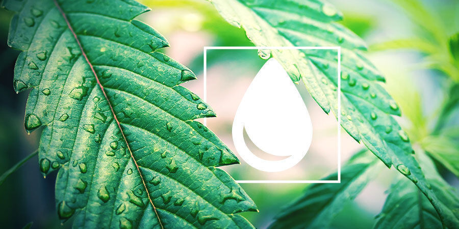 Wie Man Cannabispflanzen Gießt Wie Man Cannabispflanzen Gießt