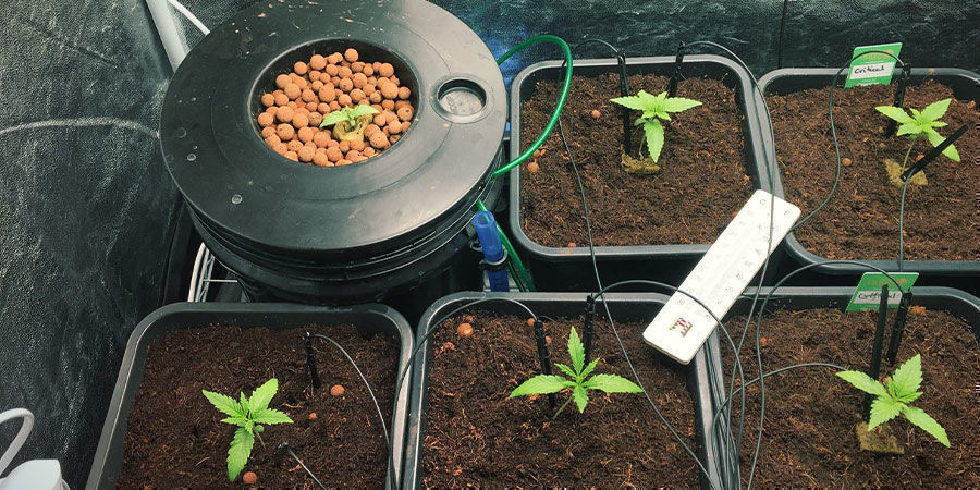 Wie Man Pflanzen Gießt, Wenn Man Abwesend Ist Wie man Pflanzen gießt, wenn man abwesend ist