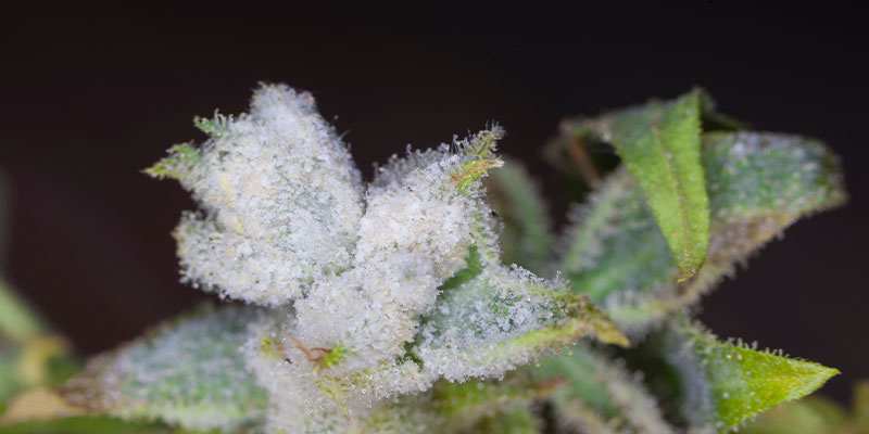 Fortgeschrittene Symptome und Risiken