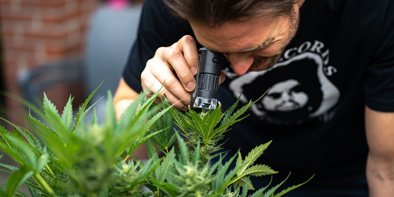 Echten Mehltau von anderen Problemen unterscheiden