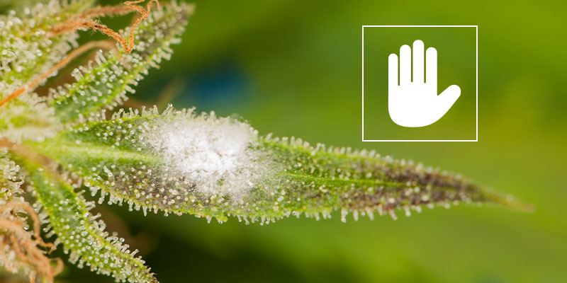 So kannst du Mehltau sicher bestimmen