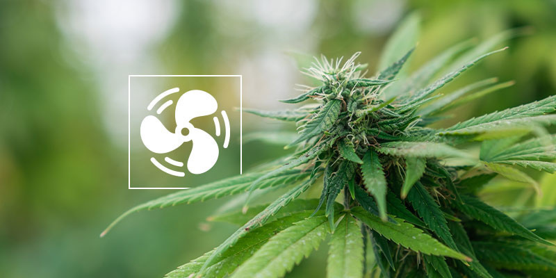 Wie du Mehltau auf Cannabispflanzen vorbeugst