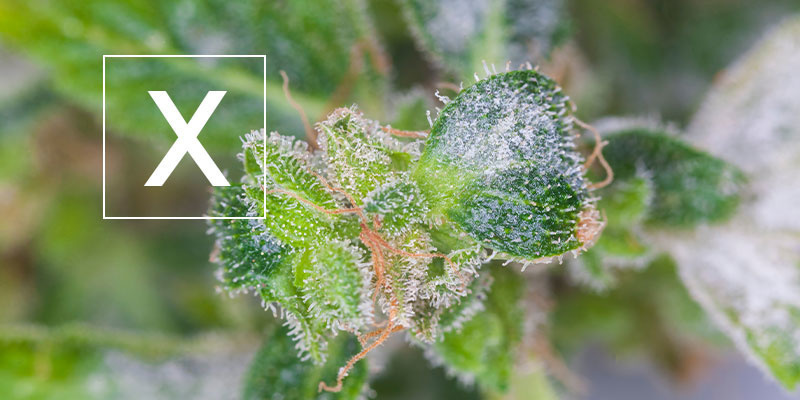 Echter Mehltau bei Cannabis: Ist der Konsum sicher?