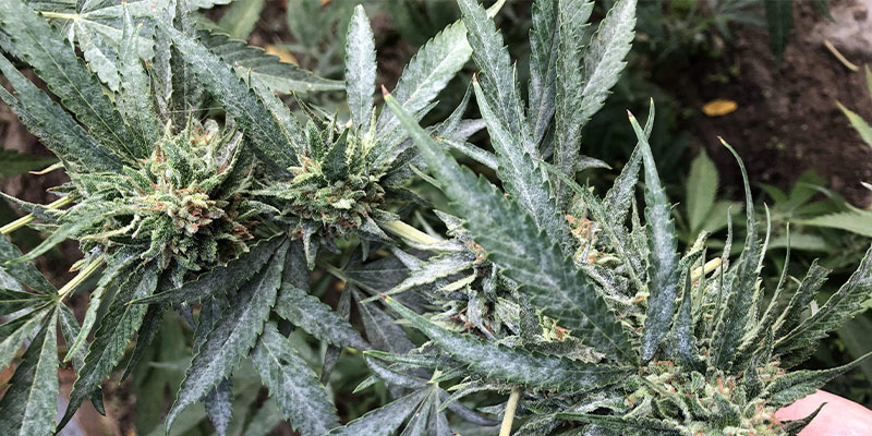 Wie sieht Mehltau auf Cannabispflanzen aus?