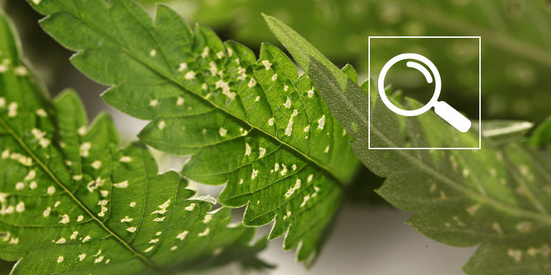 Häufige Ursachen für weiße Flecken auf Cannabis