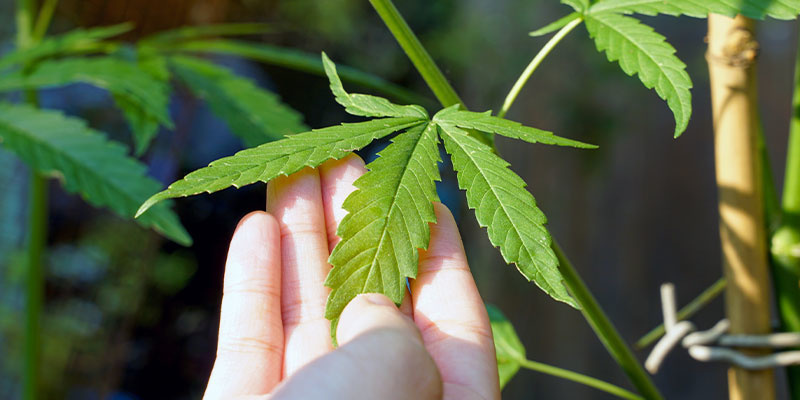 So identifiziert man die Ursache weißer Flecken auf Cannabis