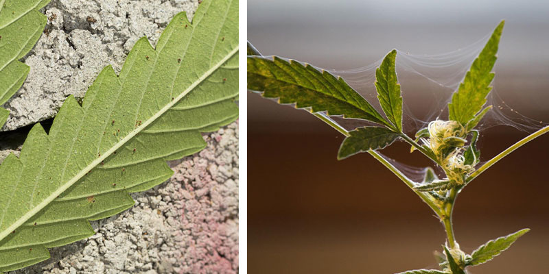 Schädlinge (Spinnmilben)