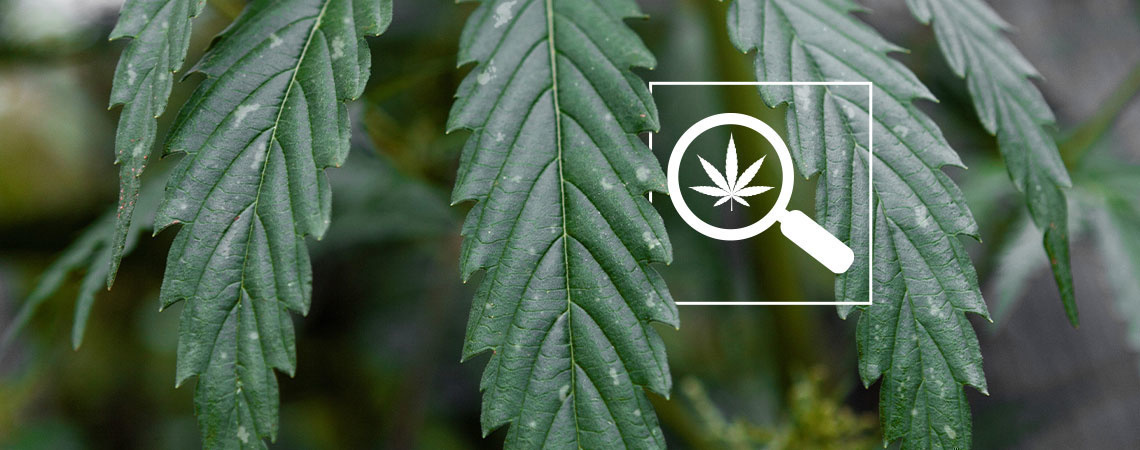 Weiße Flecken auf Cannabisblättern