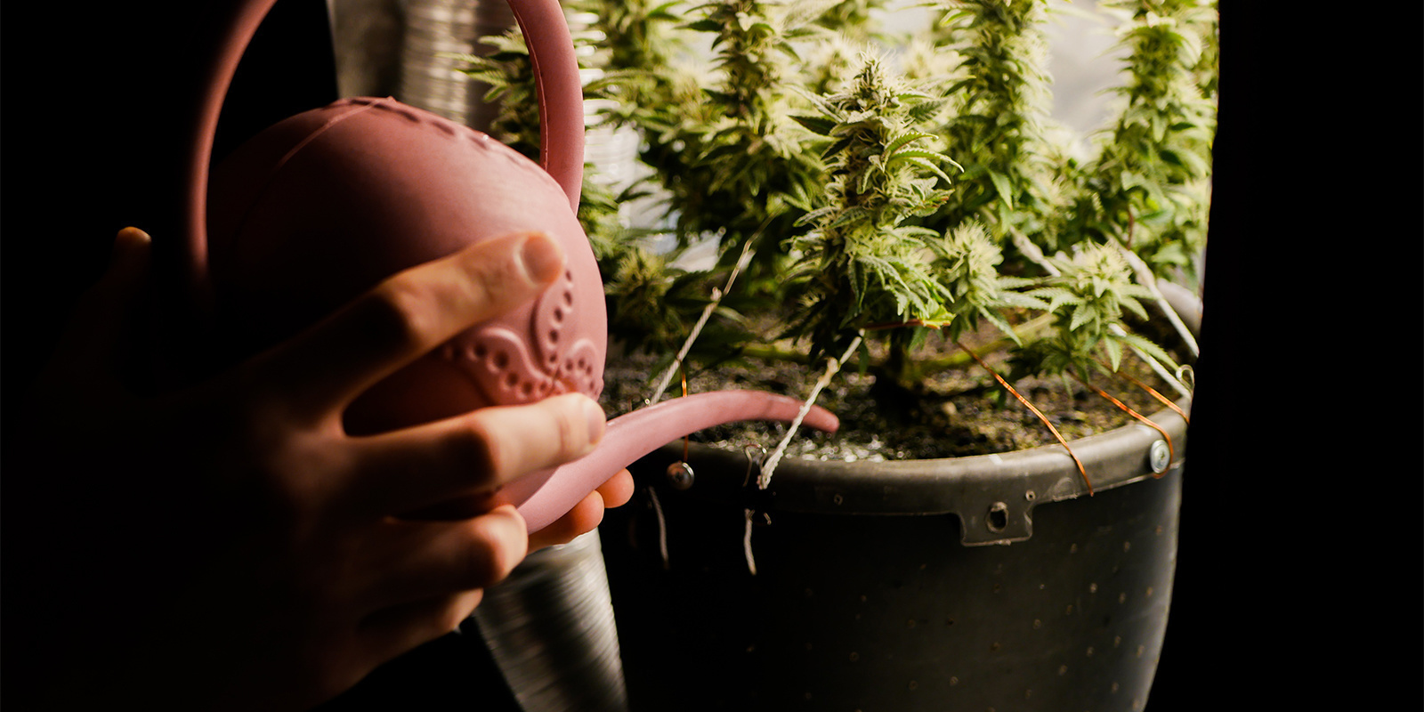 Nährstoffbrand bei Cannabis beheben