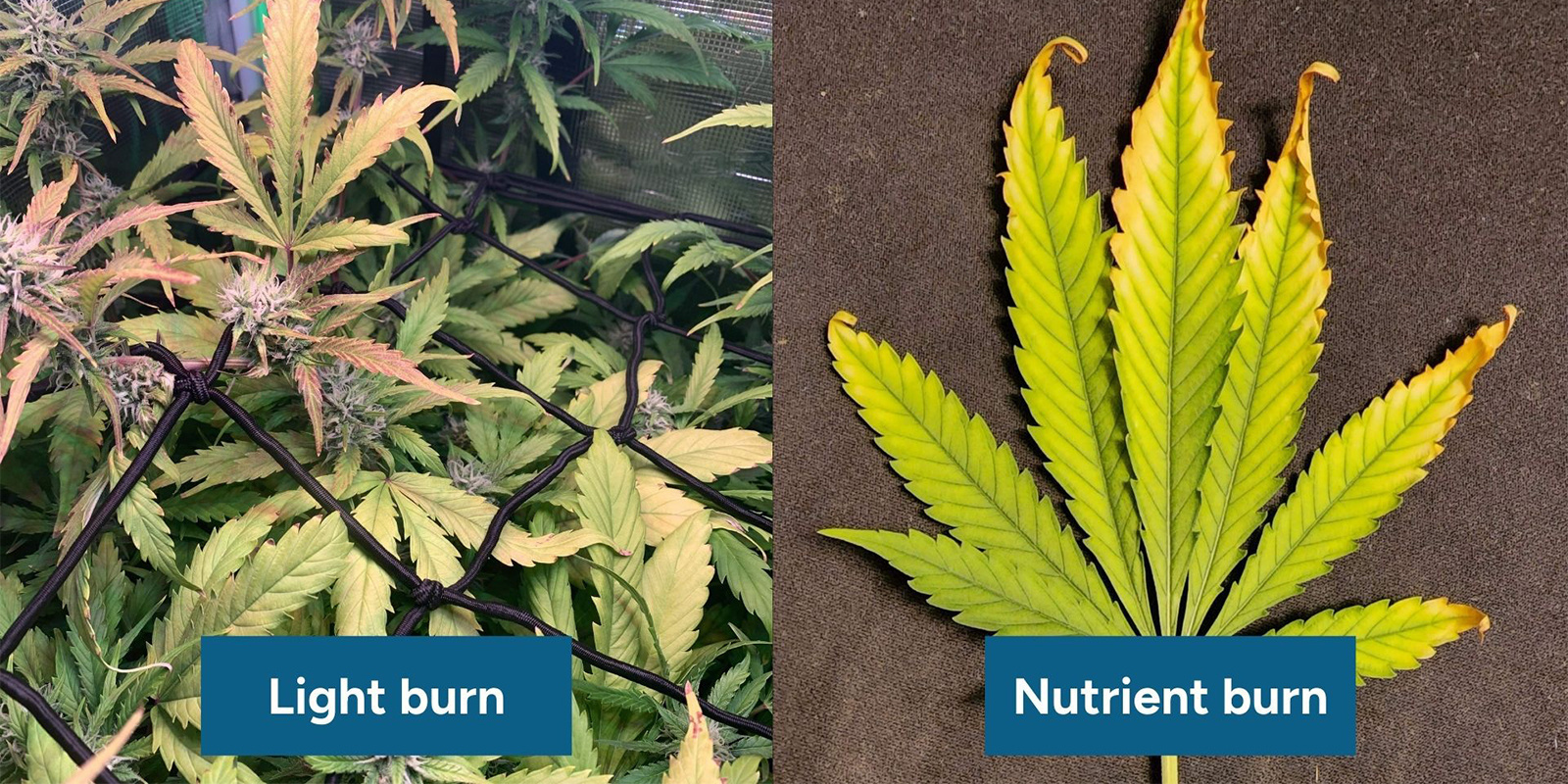 Lichtbrand und Nährstoffbrand unterscheiden