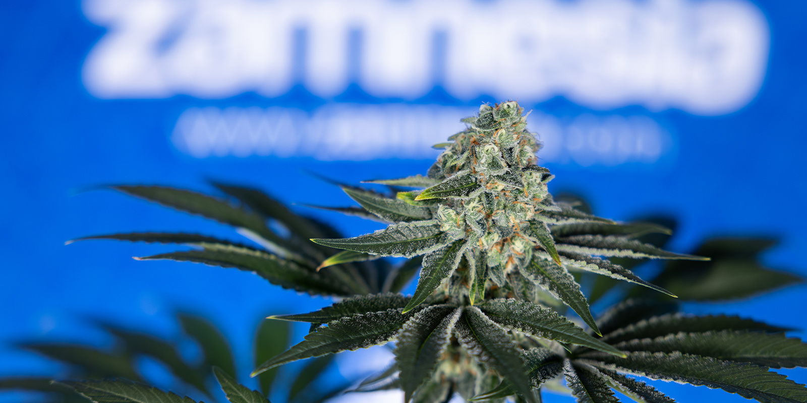 Überdüngung wie ein Profi erkennen und behandeln