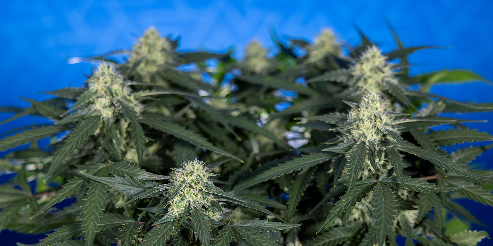 Überwache neues Wachstum