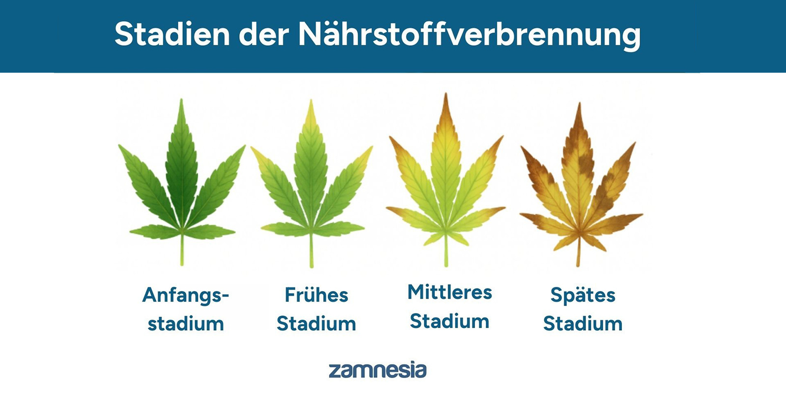 Stadien der Überdüngung