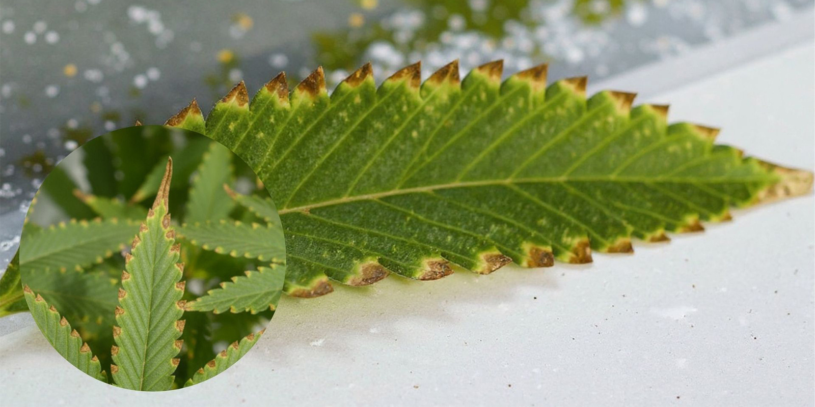 Wie sieht eine Cannabis-Überdüngung aus?