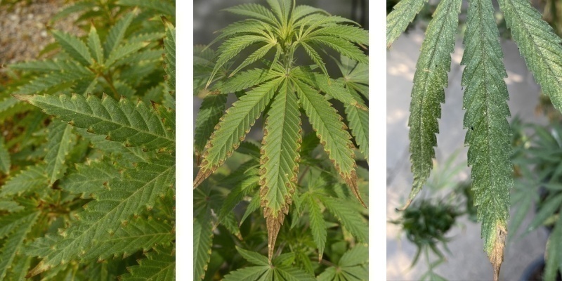 Was ist ein Nährstoffbrand?