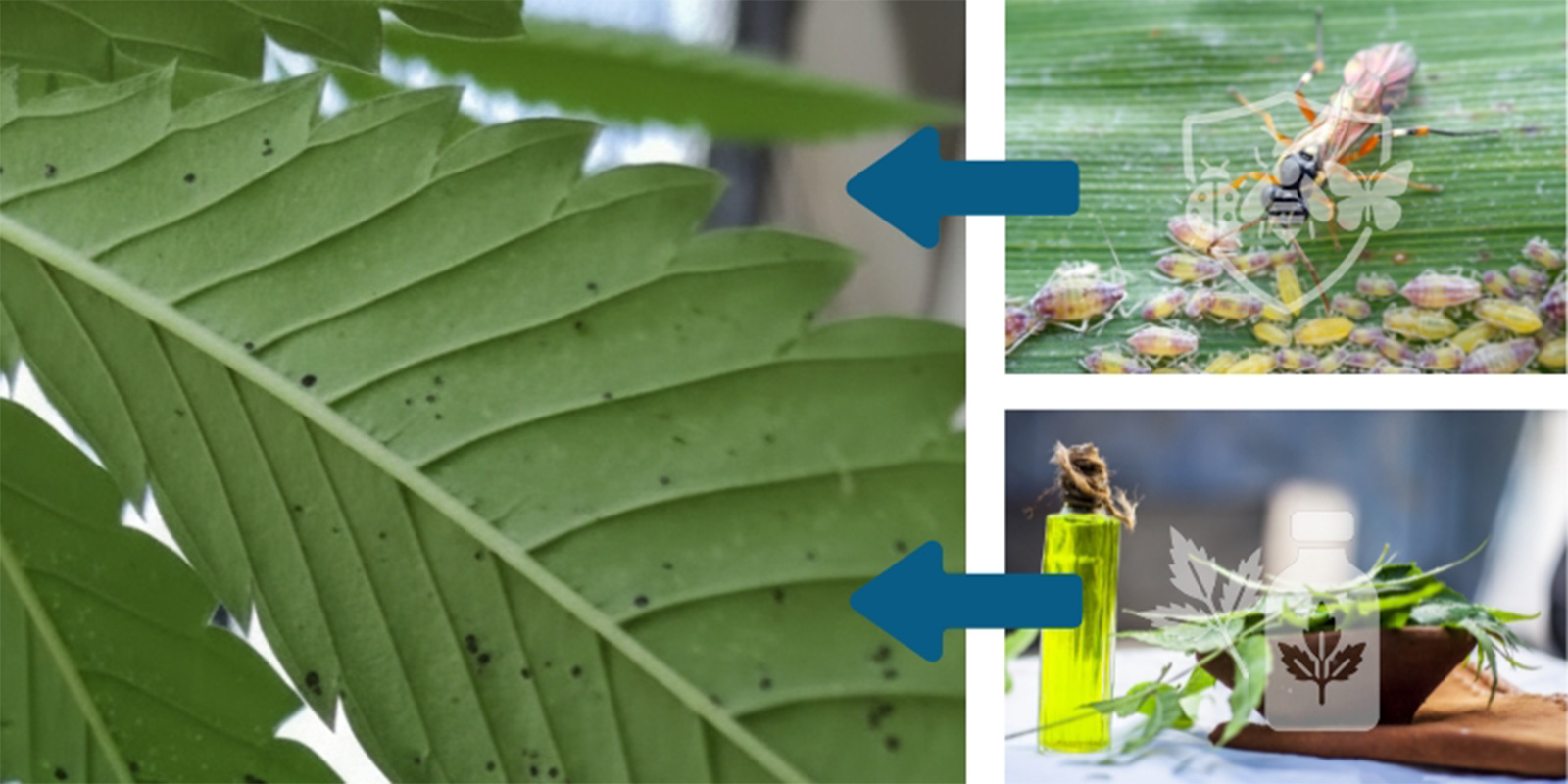 Ursache gezielt behandeln