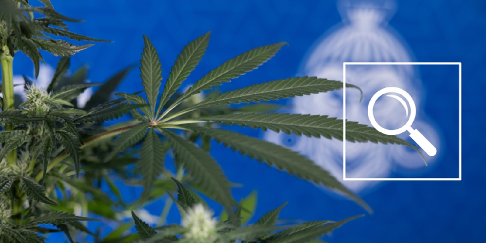 Von schwarzen Flecken zu grüner Pracht