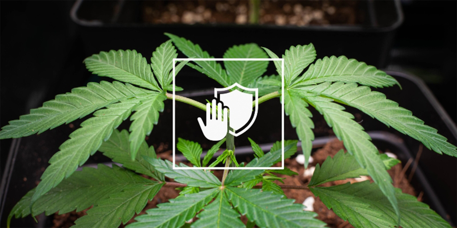 So verhinderst du zukünftige Ausbrüche