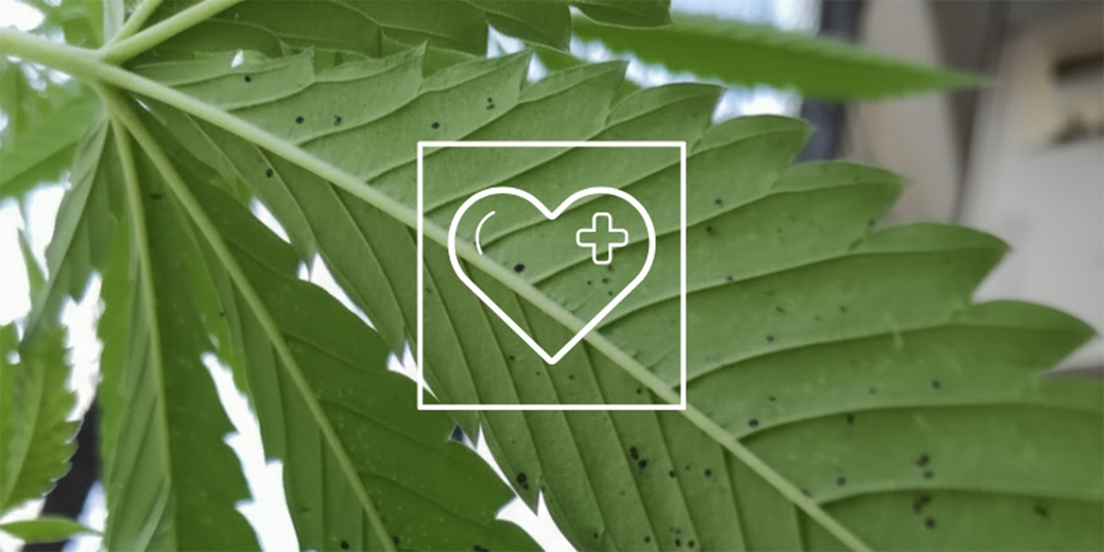 Anleitung: schwarze Flecken auf Cannabisblättern behandeln