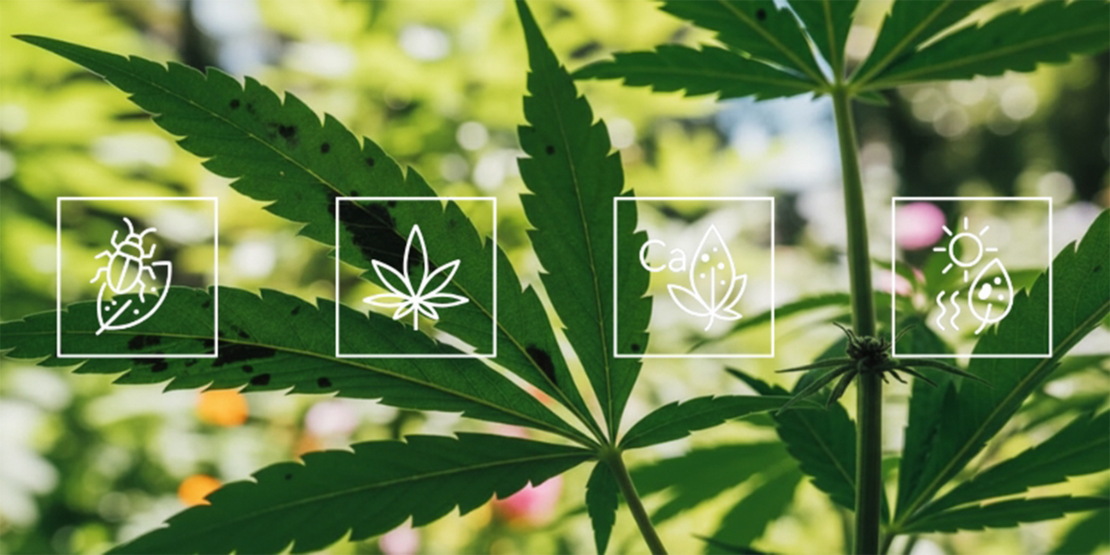 Was verursacht schwarze Flecken auf Cannabisblättern?