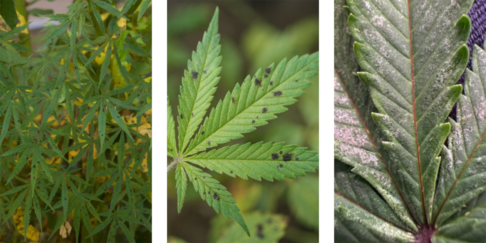 Wie sehen schwarze Flecken auf Cannabisblättern aus?