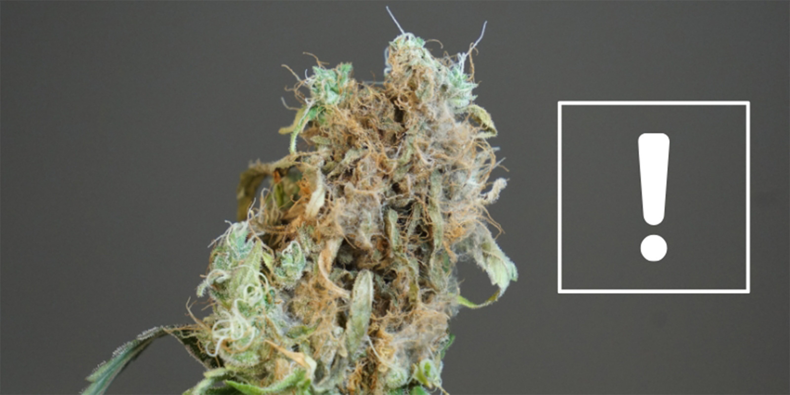 Wann du dir Sorgen machen solltest: Anzeichen eines größeren Problems