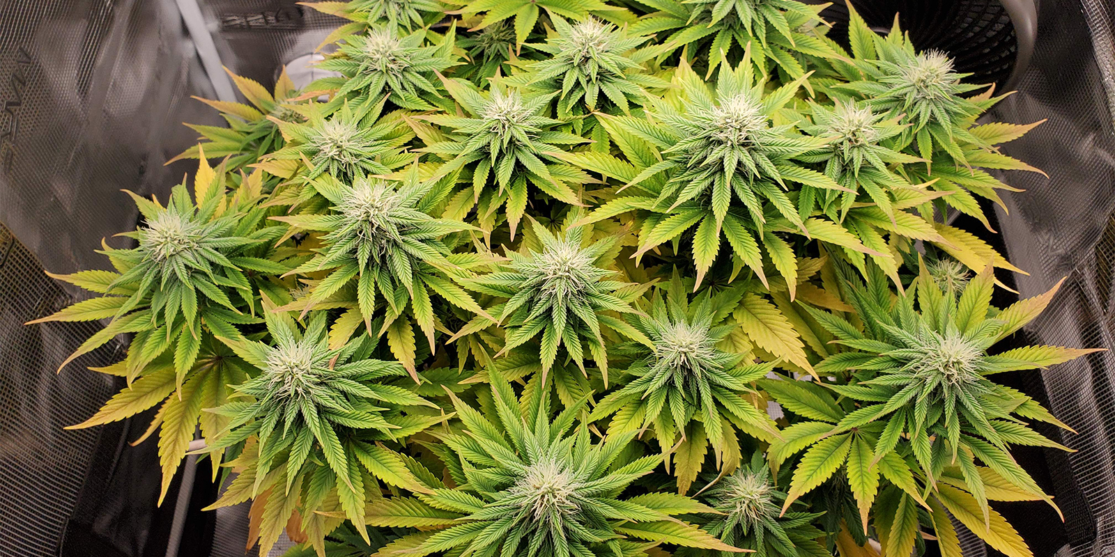 Häufige pH-Probleme und wie du sie behebst Häufige pH-Probleme und wie du sie behebst