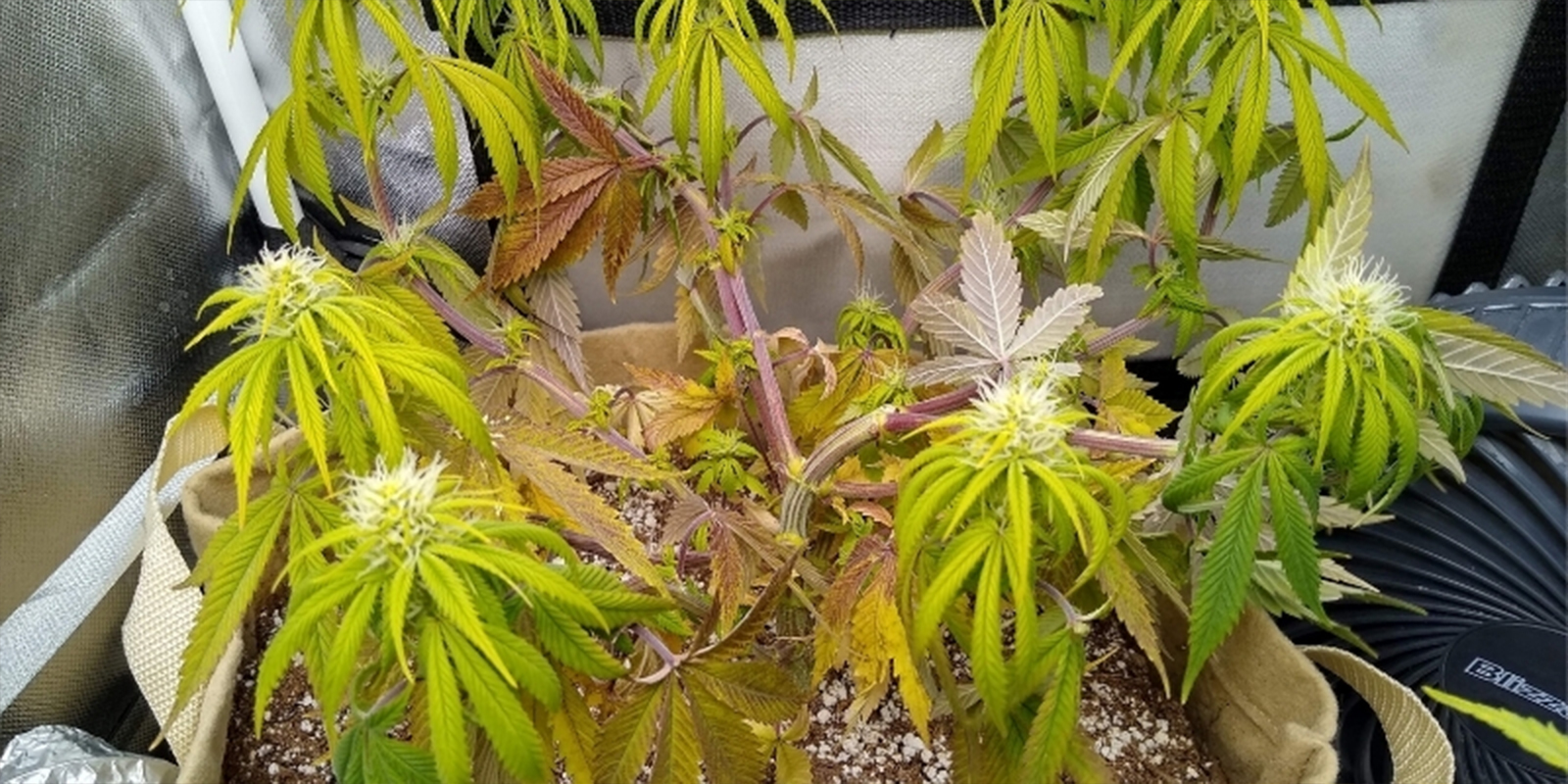 Typische Anzeichen für falschen pH bei Cannabispflanzen Typische Anzeichen für falschen pH bei Cannabispflanzen