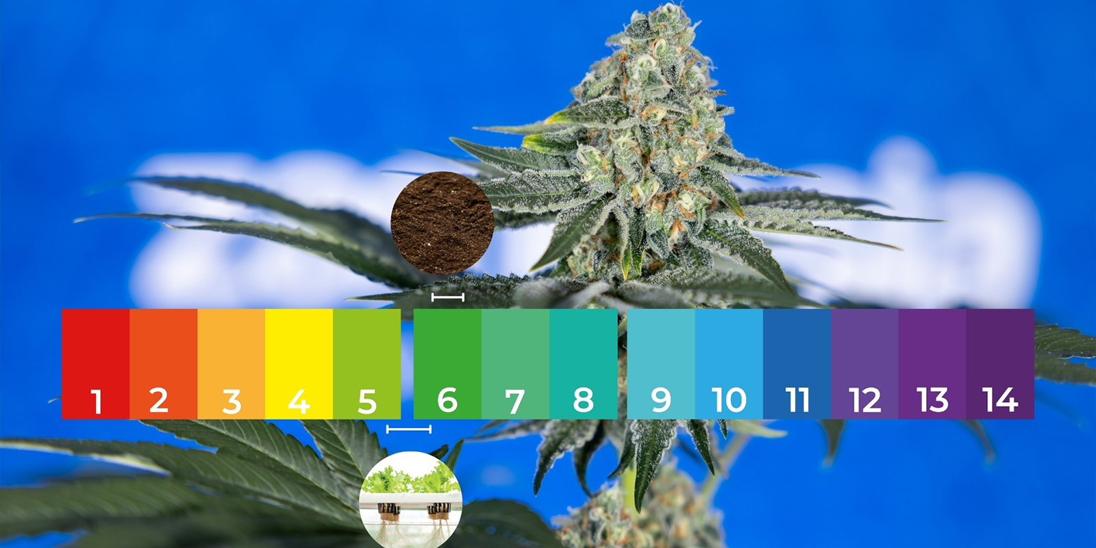 Blütephase Blütephase