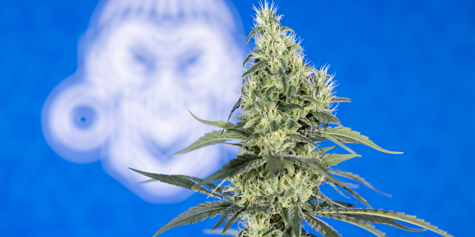 Stabilen pH während des gesamten Grows halten Stabilen pH während des gesamten Grows halten