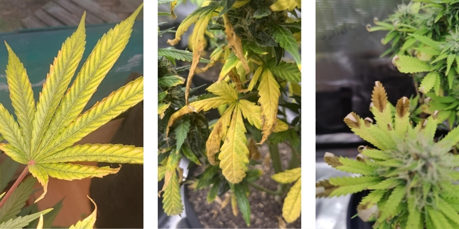 Was genau ist eine Nährstoffblockade? Was genau ist eine Nährstoffblockade?