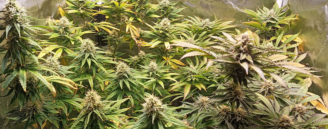 pH bei Cannabis: So misst und regulierst du ihn richtig pH bei Cannabis: So misst und regulierst du ihn richtig