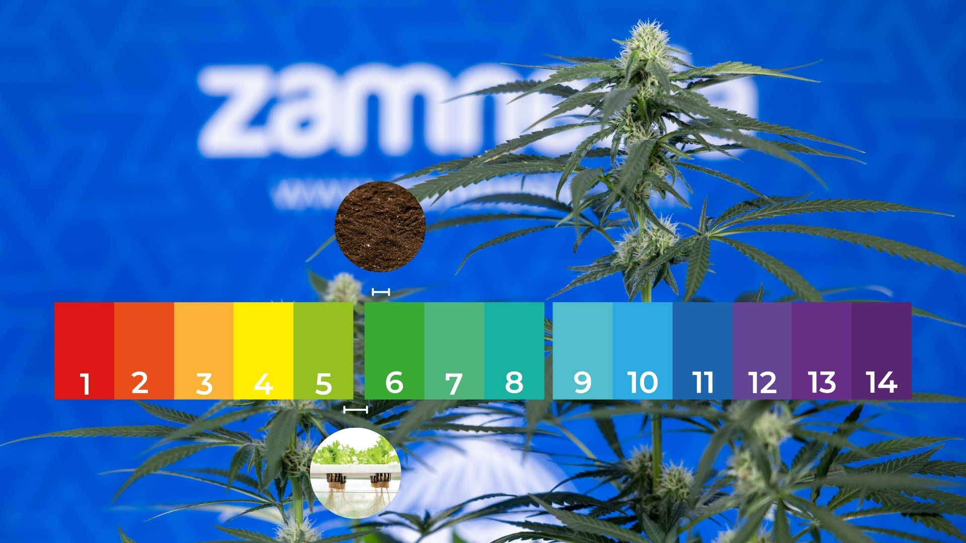 Wachstumsphase (Vegetative Stage) Wachstumsphase (Vegetative Stage)