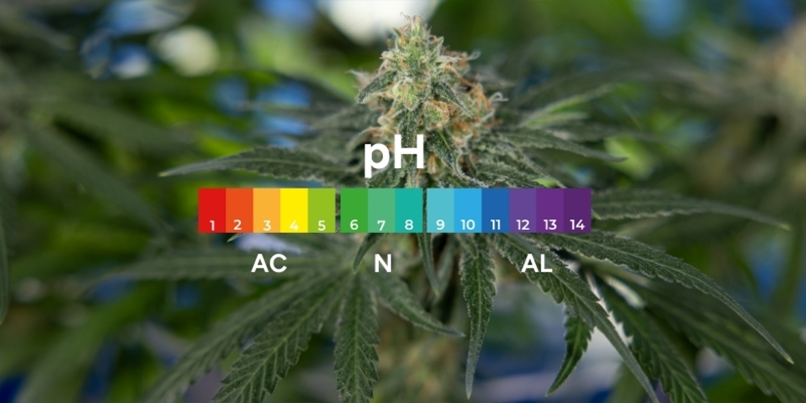Was ist pH und warum ist er für Cannabis wichtig? Was ist pH und warum ist er für Cannabis wichtig?
