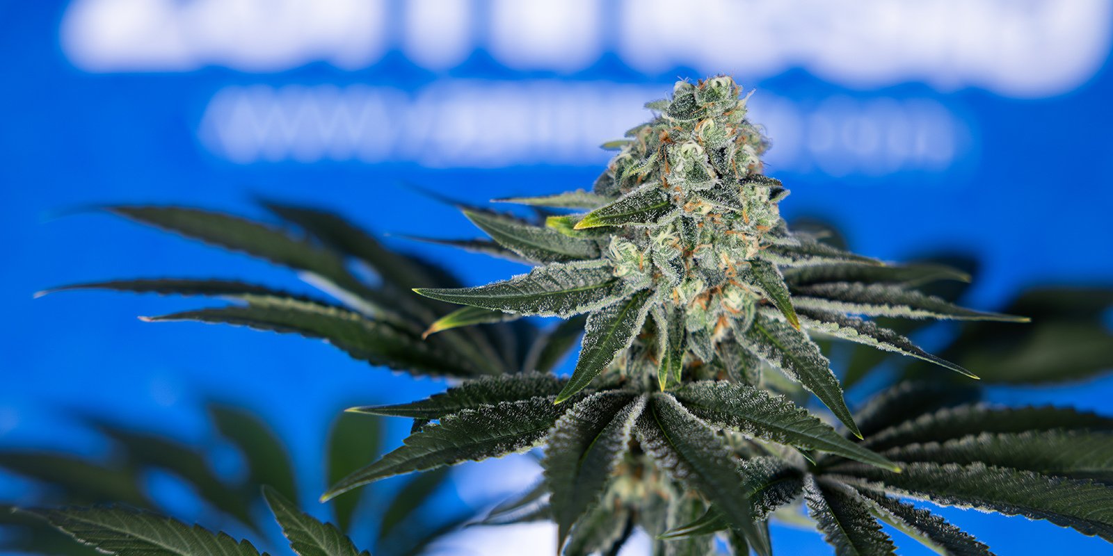 12/12 from Seed: Was du erwarten kannst 12/12 from Seed: Was du erwarten kannst