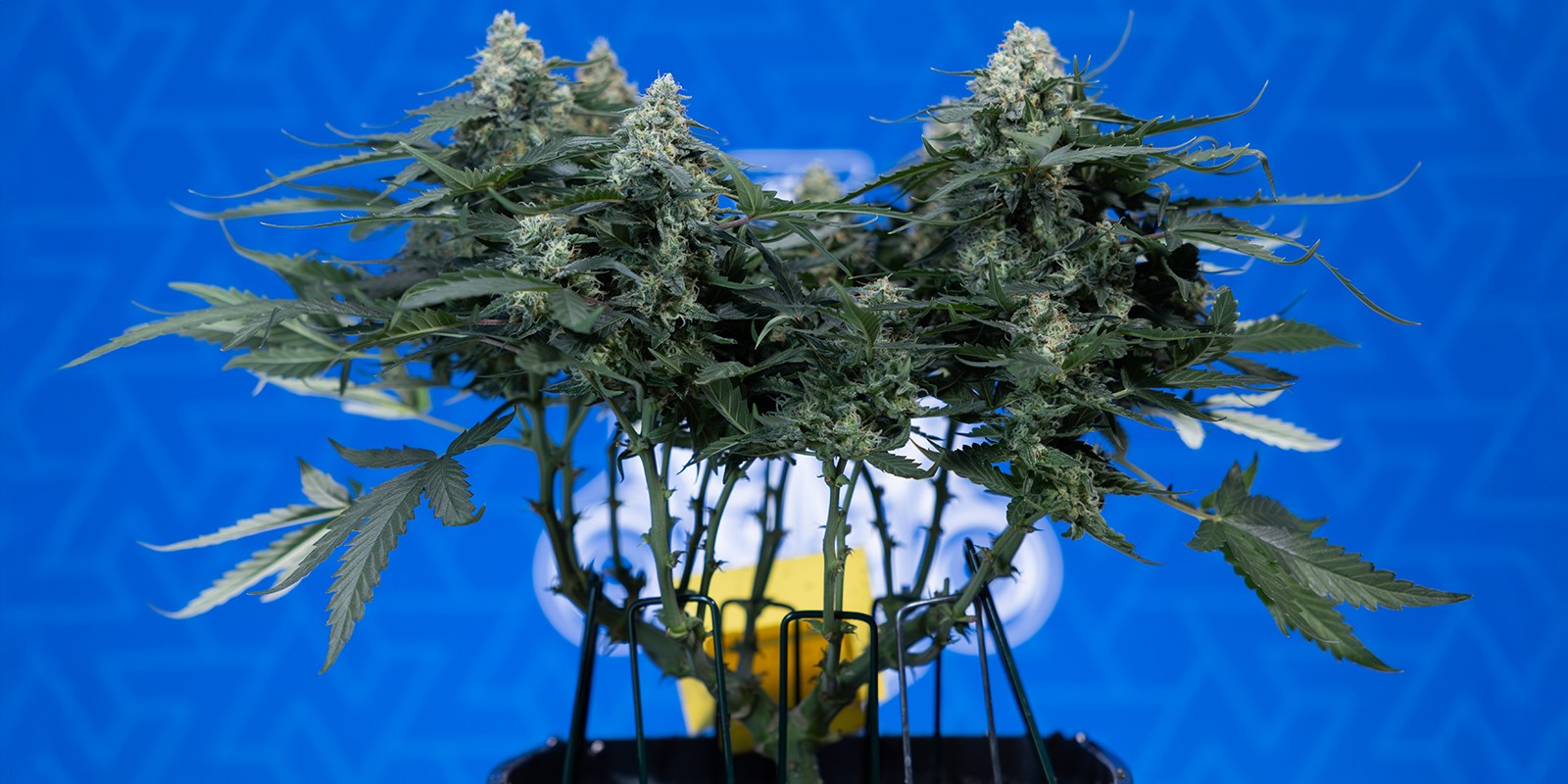 Warum 12/12 nutzen? Warum 12/12 nutzen?