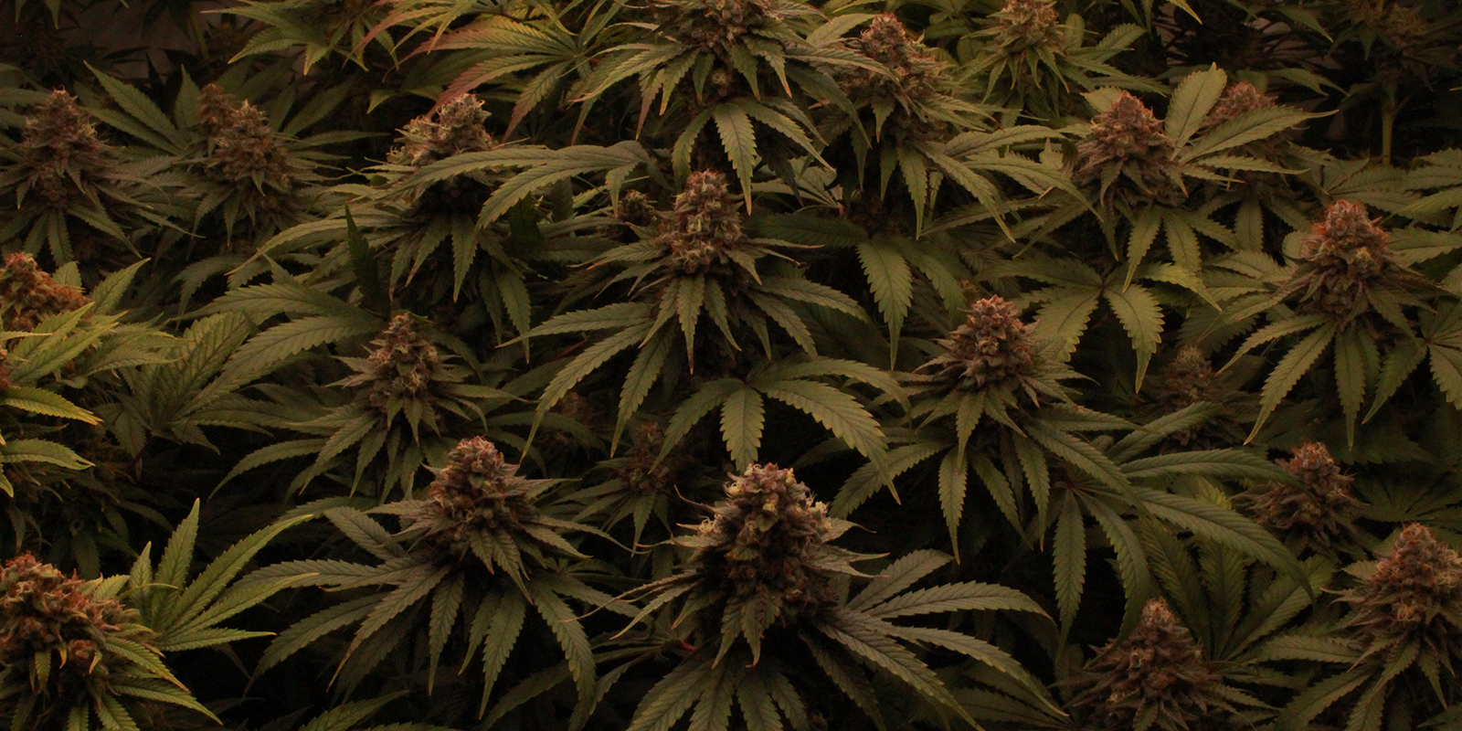 Lass deine Pflanzen auf 12/12 feiern Lass deine Pflanzen auf 12/12 feiern