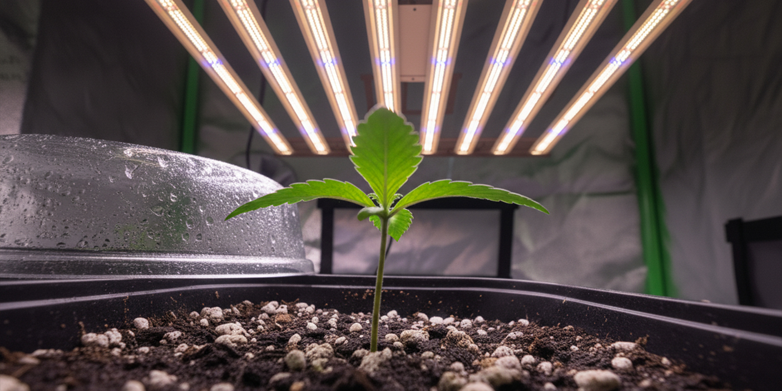 Starte ab Tag eins unter 12/12-Beleuchtung Starte ab Tag eins unter 12/12-Beleuchtung