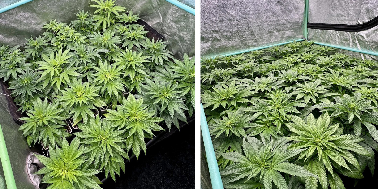 Probier die Sea-of-Green-(SOG)-Methode