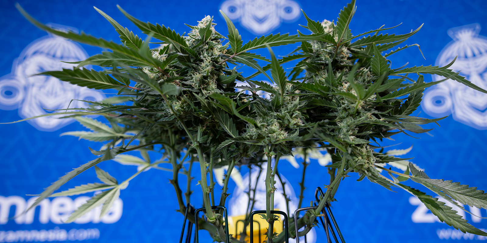 Nutze feminisierte oder Auto-Strains Nutze feminisierte oder Auto-Strains