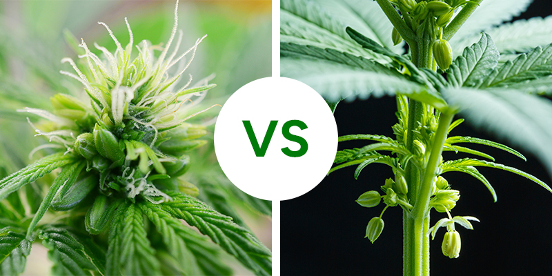 Hermaphrodite vs male cannabis plants: Key differences Hermaphrodite vs male cannabis plants: Key differences