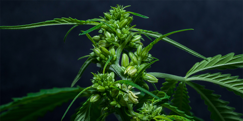 Mit Zwittern umgehen, ohne in Panik zu geraten