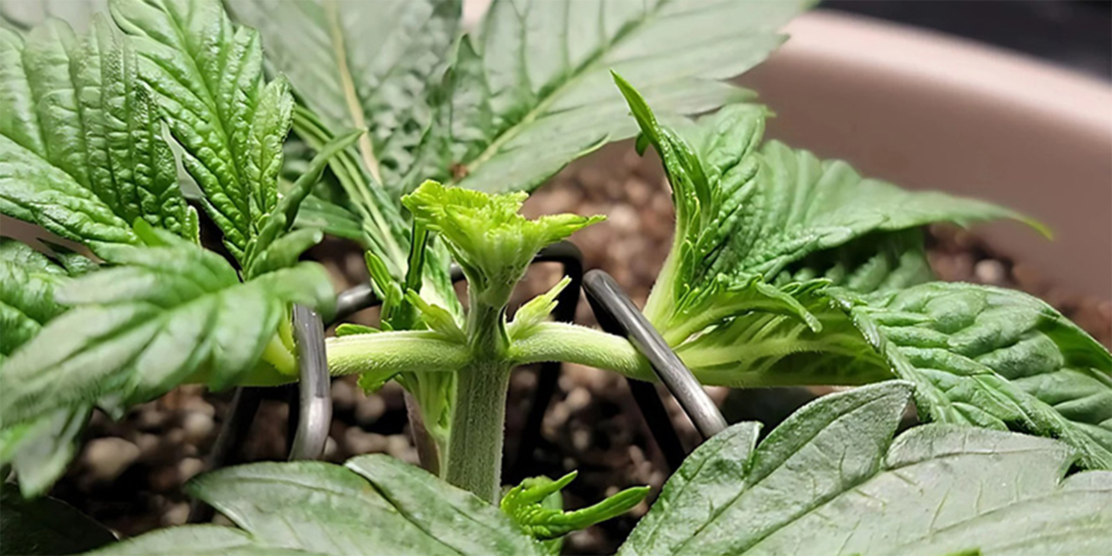 Cannabis-Pflanzen fimmen Cannabis-Pflanzen fimmen