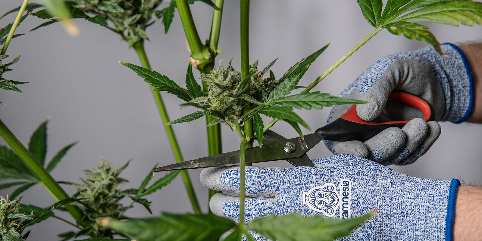 Wie du Cannabispflanzen sicher beschneidest Wie du Cannabispflanzen sicher beschneidest
