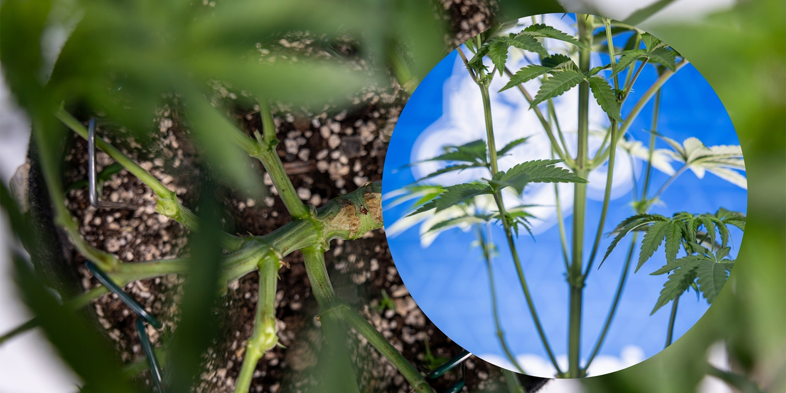 Cannabis-Pflanzen lollipoppen Cannabis-Pflanzen lollipoppen