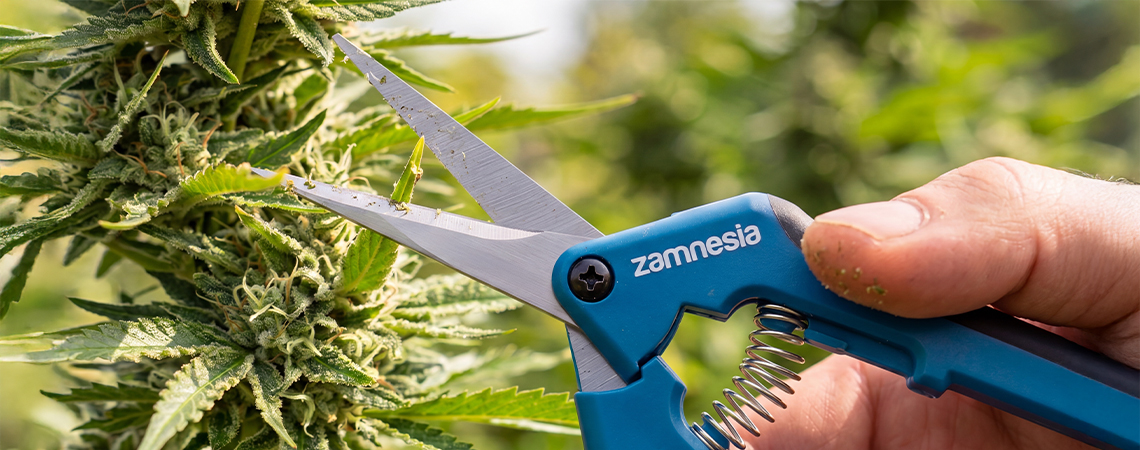 Cannabis beschneiden: Wann, warum und wie man es richtig macht Cannabis beschneiden: Wann, warum und wie man es richtig macht