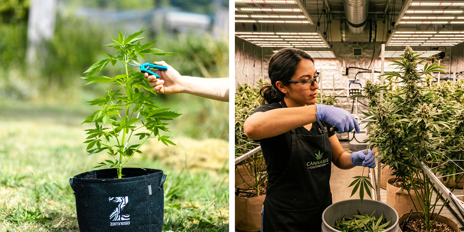 Cannabis beschneiden: Indoor- vs. Outdoor-Pflanzen Cannabis beschneiden: Indoor- vs. Outdoor-Pflanzen